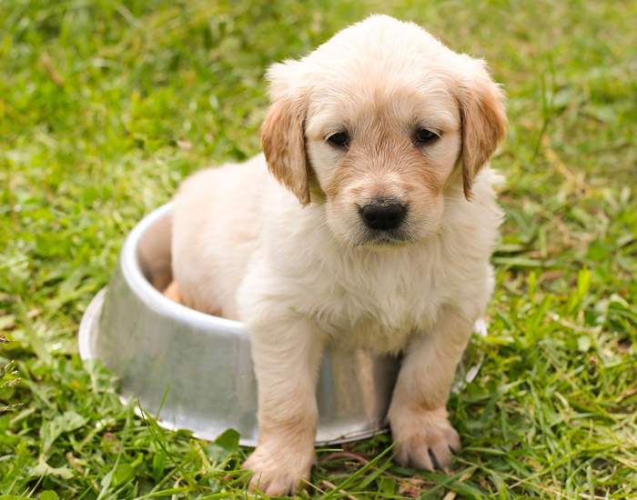 mascotas-la-jarilla mascotas-la-jarilla